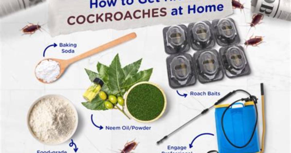 How to Get Rid of Cockroaches & Termites
