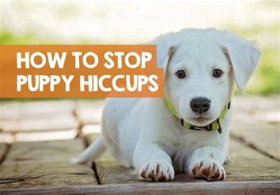 How to Get Rid of Dog Hiccups: Effective Tips and Remedies