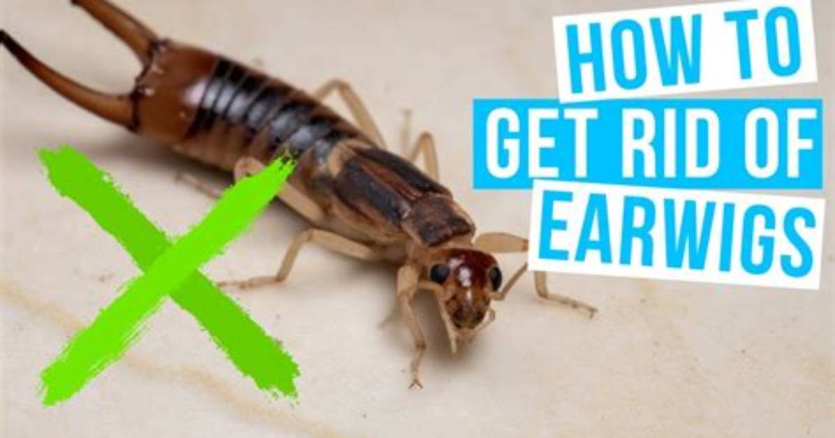How To. Get Rid. of Earwigs?