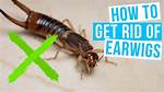 How To. Get Rid. of Earwigs?