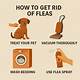 How to Get Rid of Fleas in Your Carpet with Borax and White Vinegar
