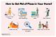 How to Get Rid of Fleas or Chiggers in the House