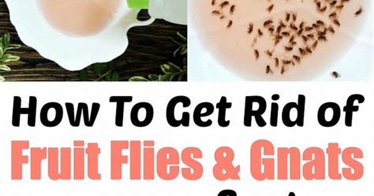 How to Get Rid of Fruit Flies Gnats Around the Juice