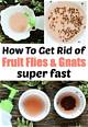 How to Get Rid of Fruit Flies & Gnats Around the Juice Machine