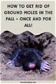 How to Get Rid of Groundhogs, Moles and Gophers