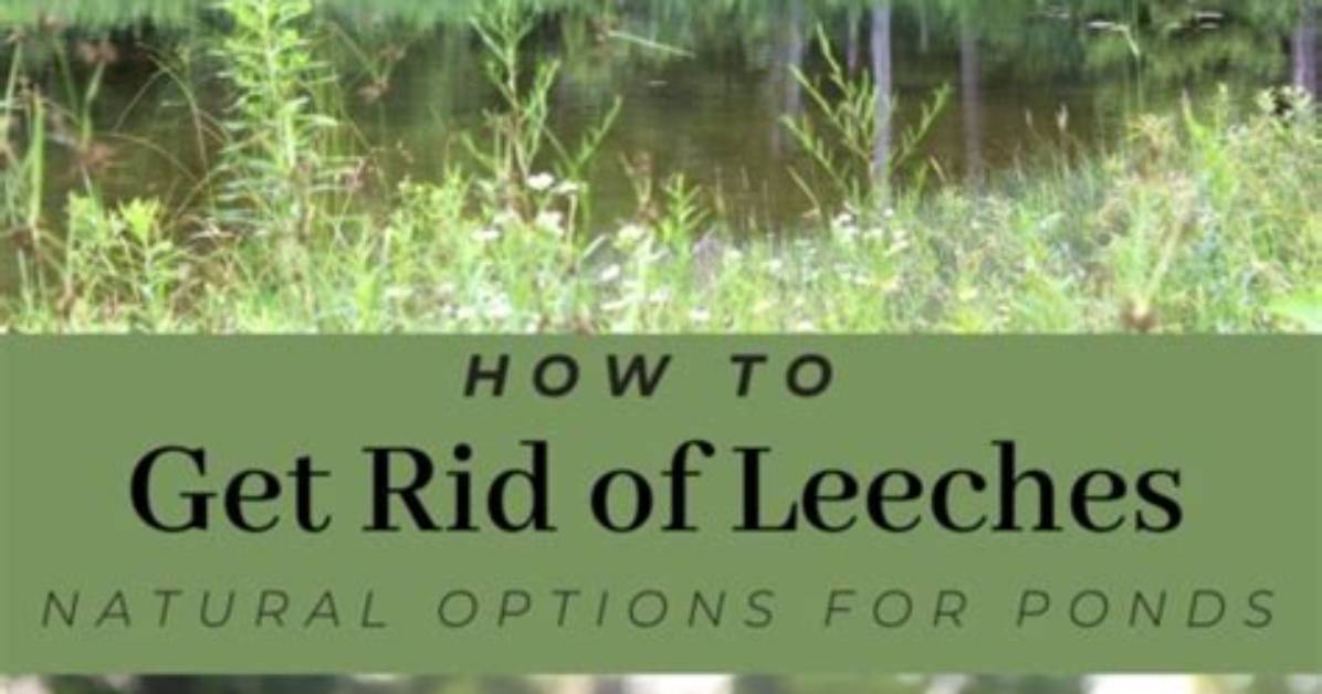 How to Get Rid of Leeches in a Pond