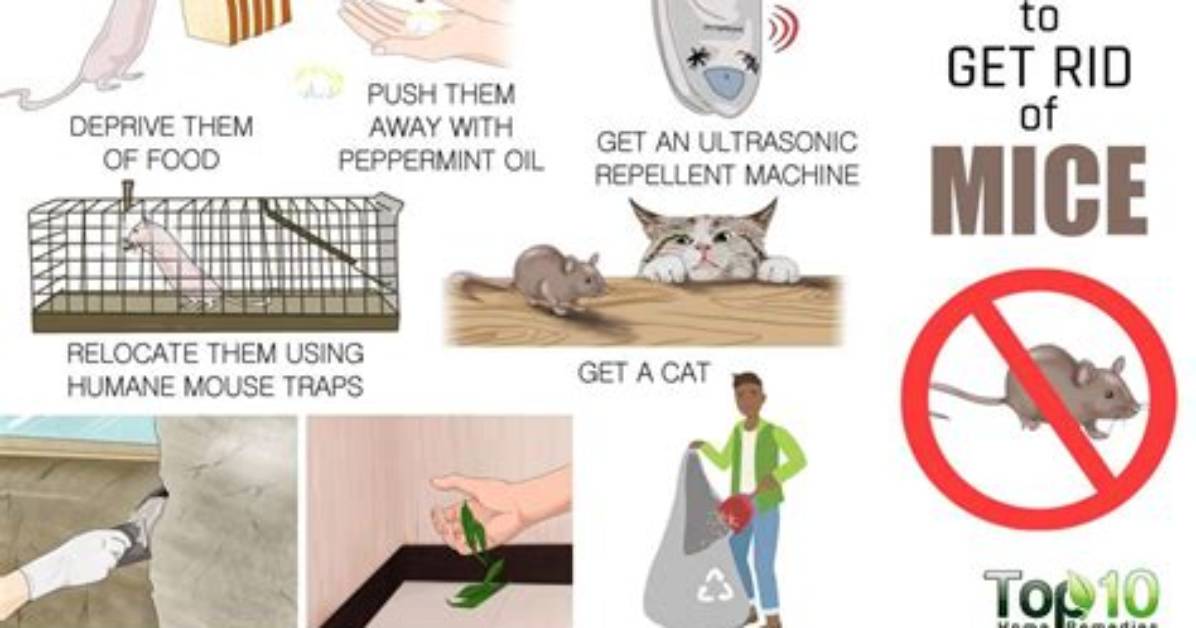 How to Get Rid of Mice Without Them Dying in Your