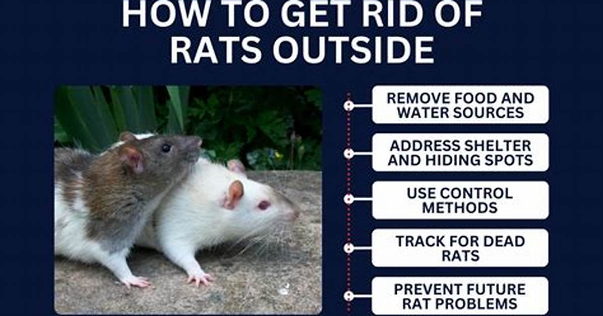 How to Get Rid of Outdoor Rats And