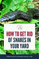How to Get Rid of Rat Snakes