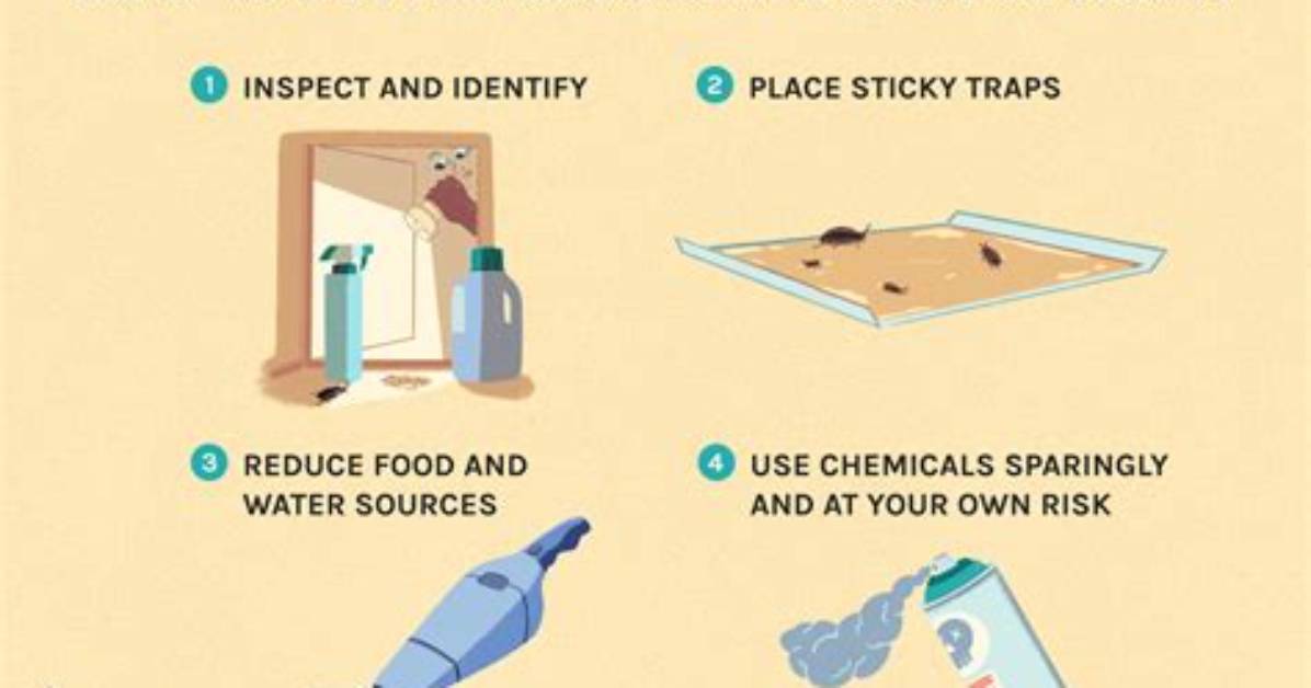 How to Get Rid of Roaches, Rats and Other Pests