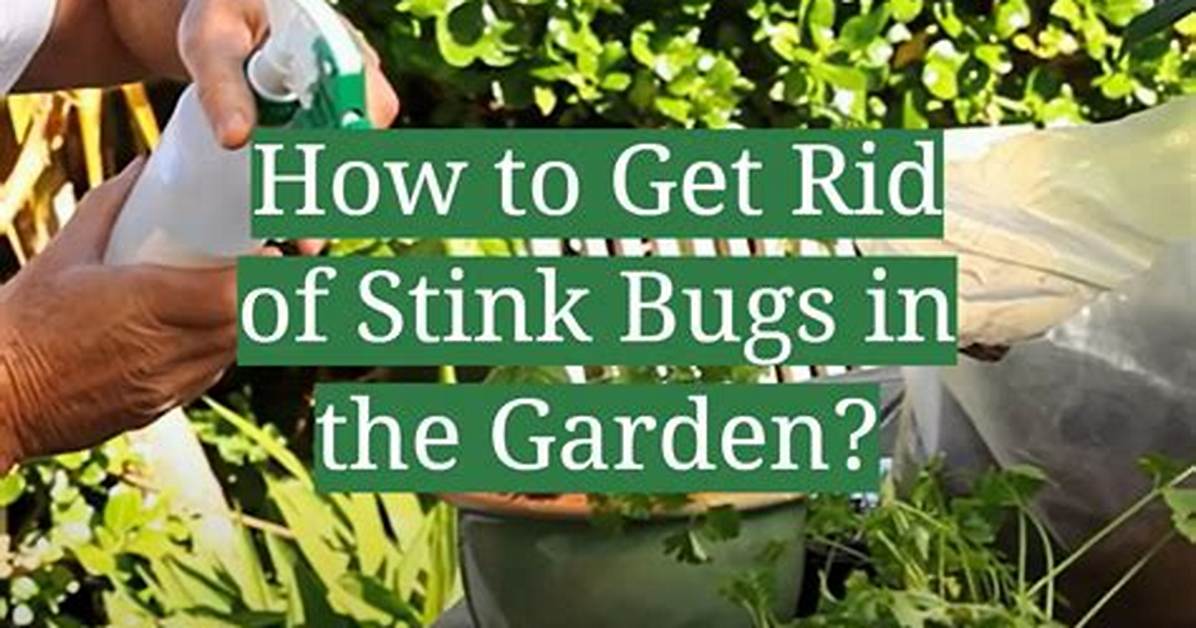 How to Get Rid of Stinkbugs in Your Car