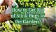 How to Get Rid of Stinkbugs in Your Car Naturally