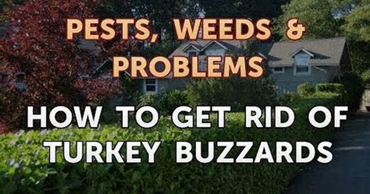 How to Get Rid of Turkey Buzzards