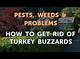 How to Get Rid of Turkey Buzzards