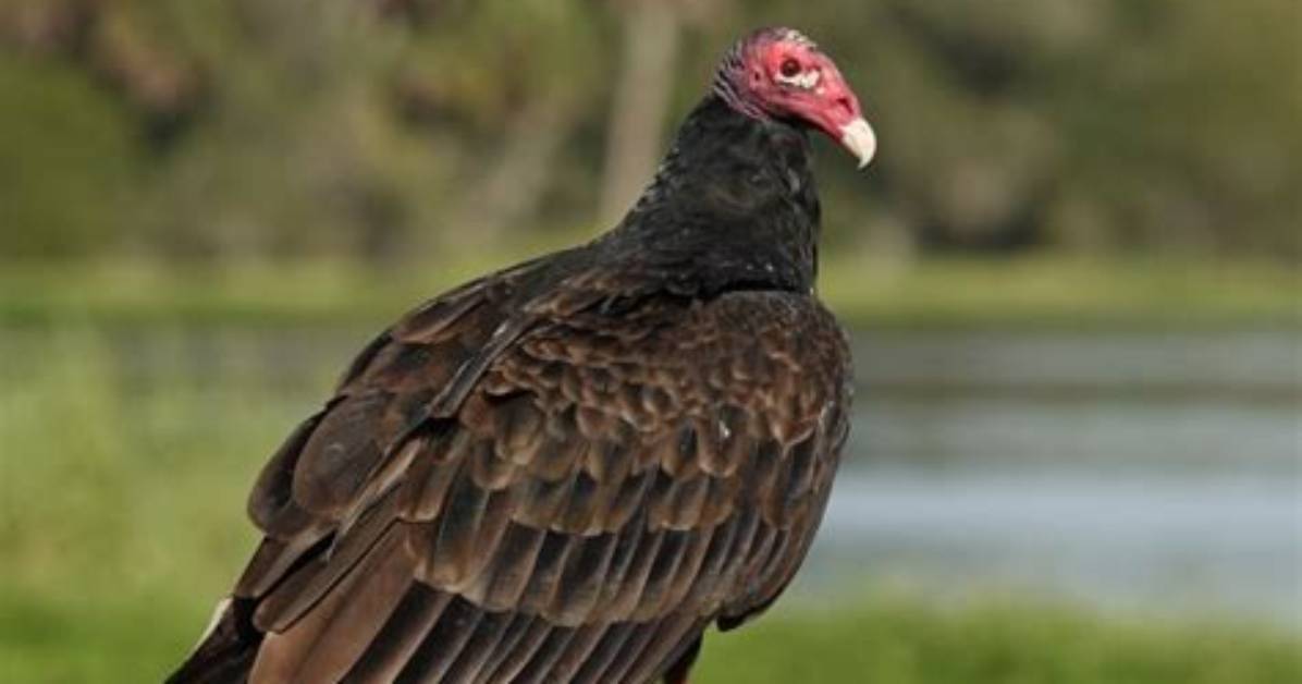 How to Get Rid of Turkey