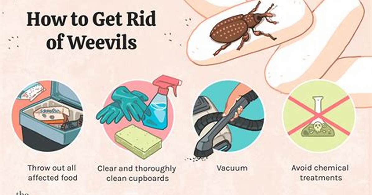 How to Get Rid of Weevils the Natural Way