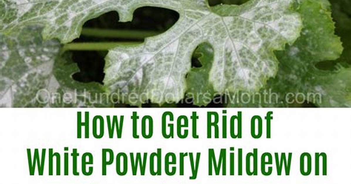 How to Get Rid of White Powder Mold on Plants with a Vinegar Mix