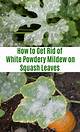 How to Get Rid of White Powder Mold on Plants with a Vinegar Mix