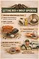 How to Get Rid of Wolf Spiders in the House