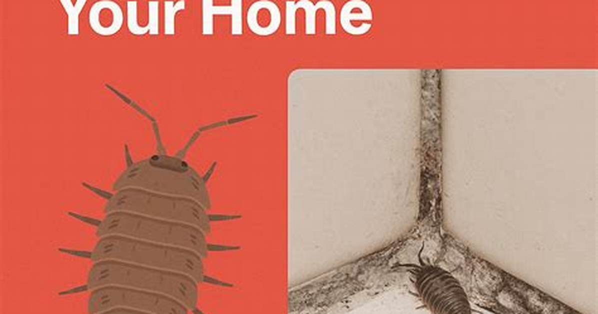 How to Get Rid of Woodlice in The