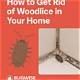 How to Get Rid of Woodlice in the Home
