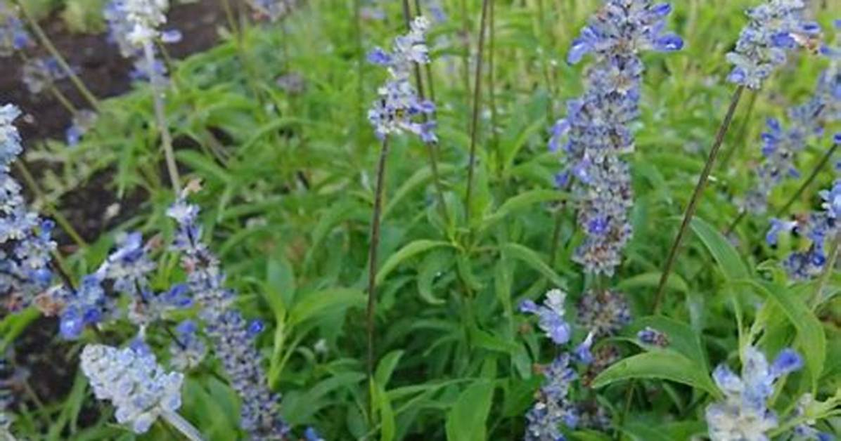 How to Grow Blue Sage?