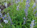 How to Grow Blue Sage?