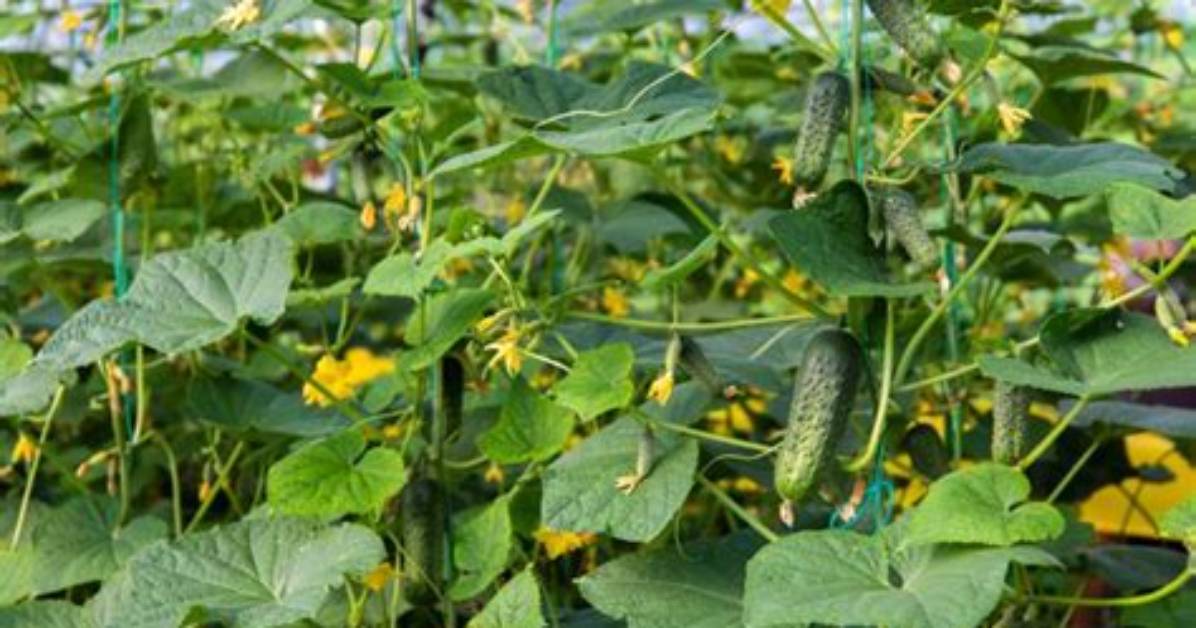 How to Grow Cornichon De