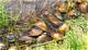 How to Grow Freshwater Mussels