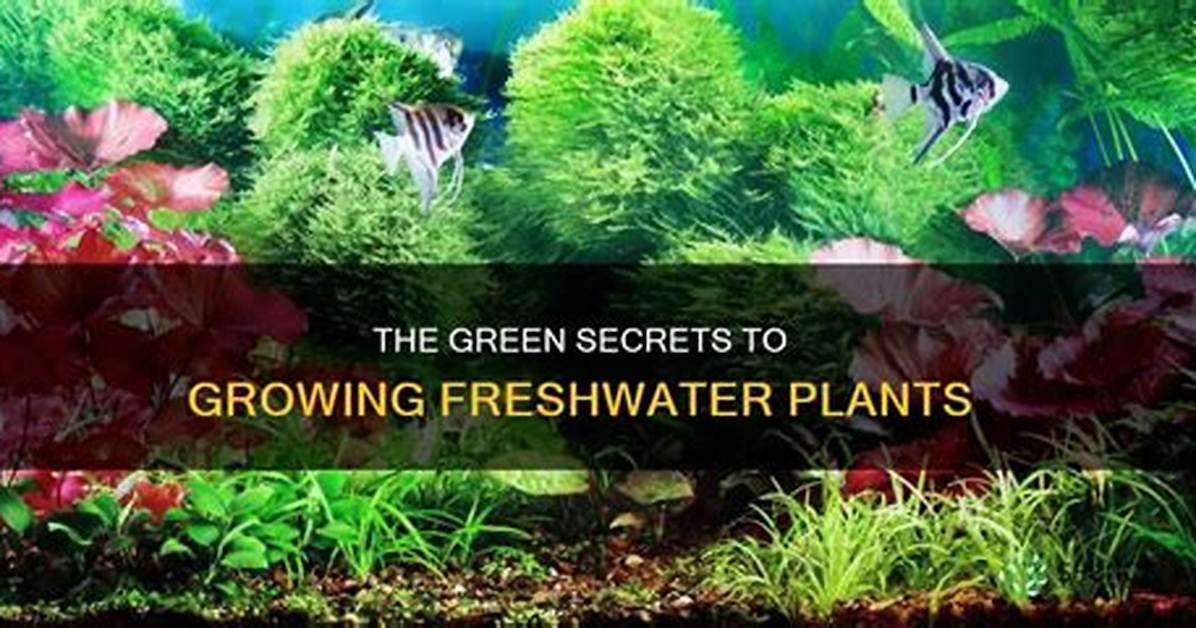 How to Grow Freshwater
