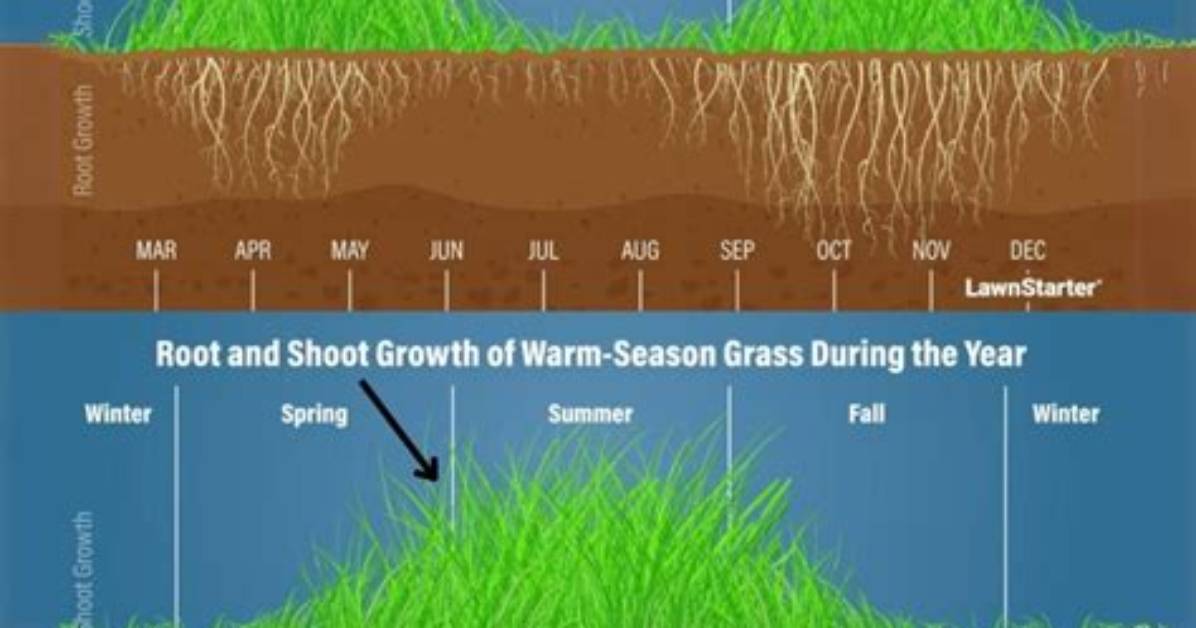 How to Grow Grass On