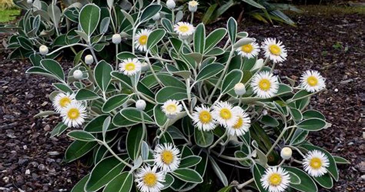 How to Grow Marlborough Rock Daisy?
