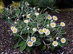 How to Grow Marlborough Rock Daisy?