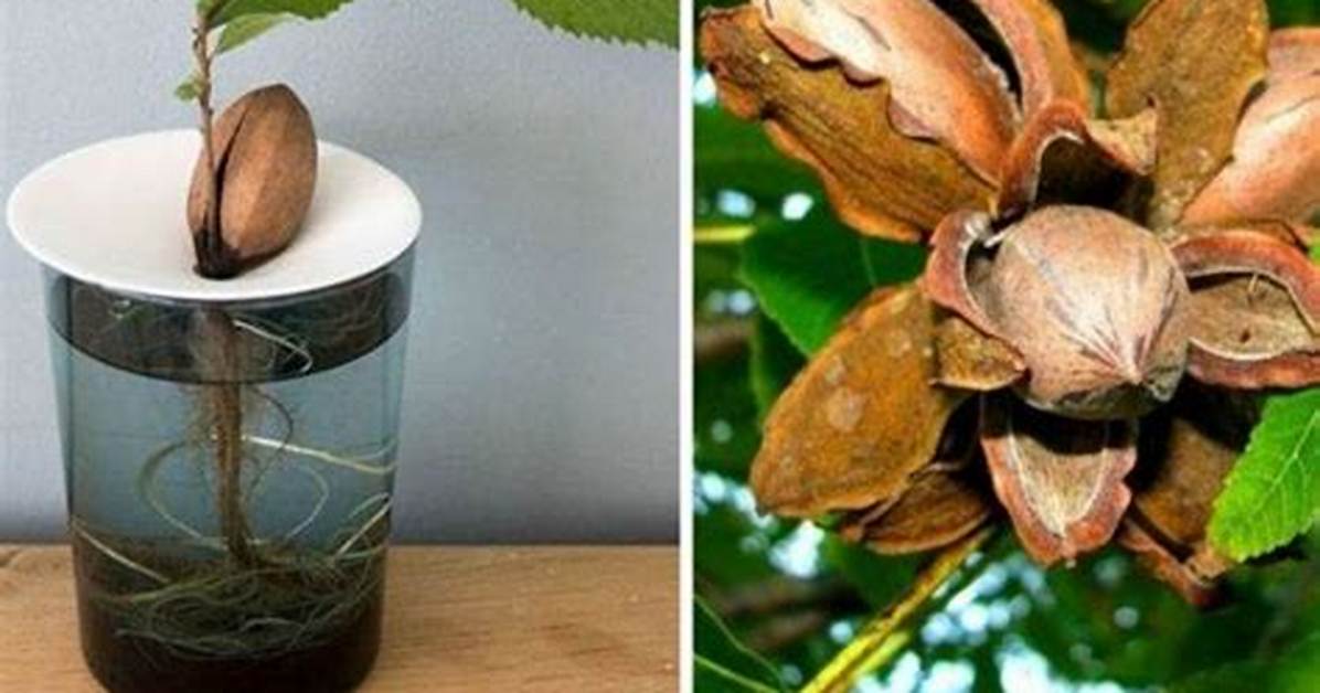 How to Grow Pecan Nuts a Comprehensive Guide For