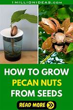 How to Grow Pecan Nuts: a Comprehensive Guide for Beginners