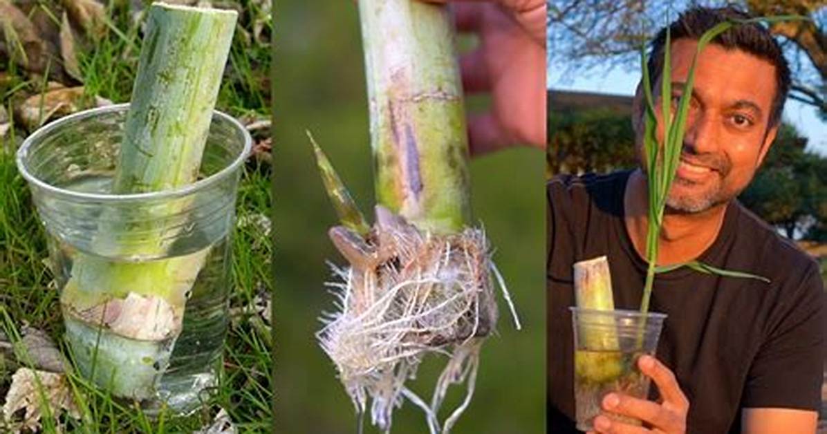 How to Grow Sugarcane Inside