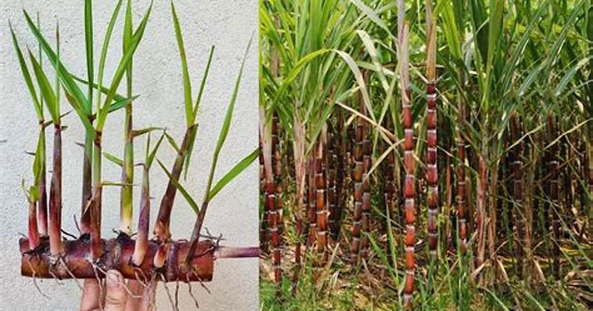 How to Grow Sugarcane