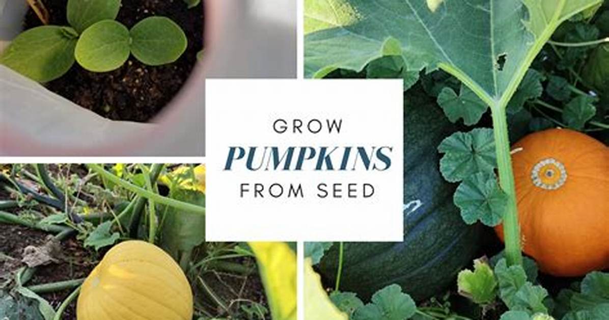 How to Grow
