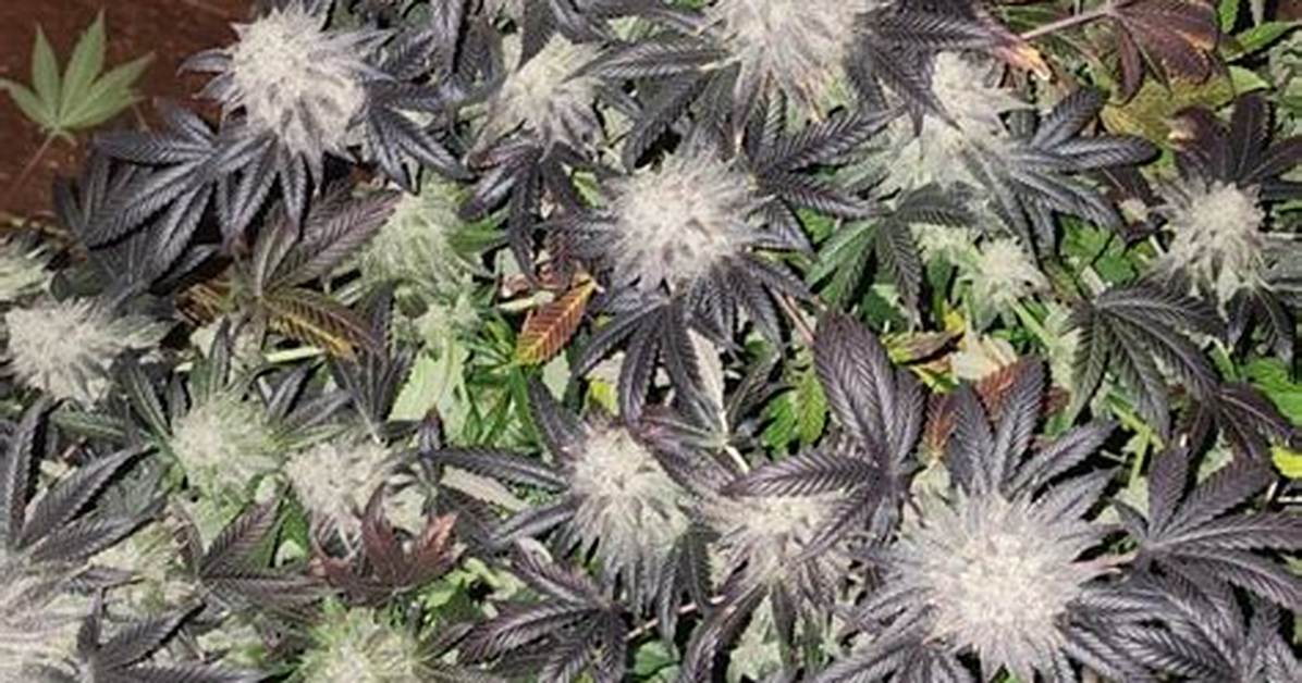 How to Harvest Deathweed?