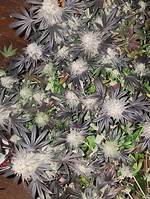 How to Harvest Deathweed?
