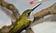 How to Heal a Broken Hummingbird Wing