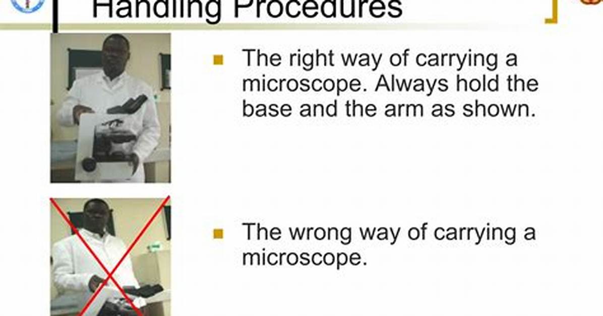 How to Hold Microscope - Lisbd-Net. Com
