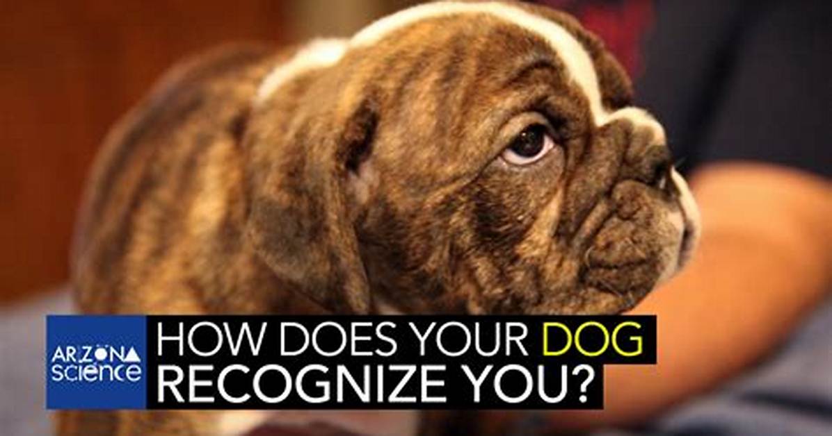 【How-To】How Do Dogs Recognize Their Owners