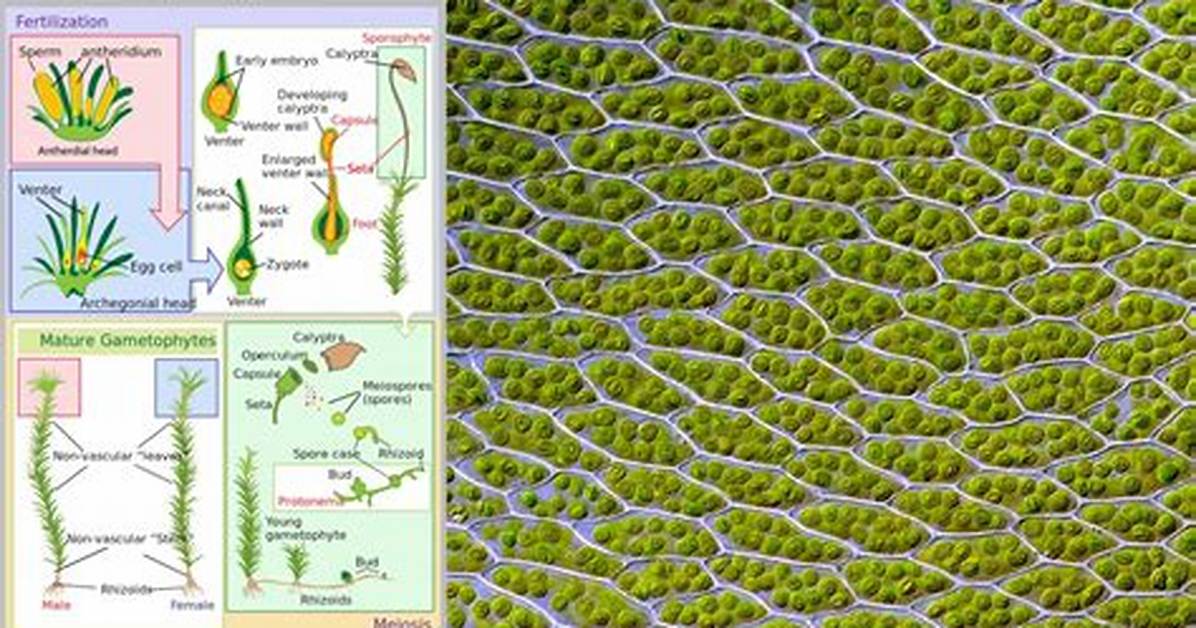 【How-To】How Does Sphagnum Moss Reproduce