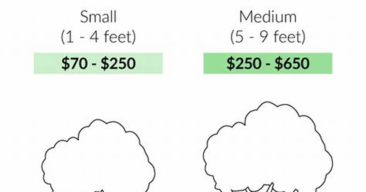 【How-To】How Much Is a Tree Burl Worth