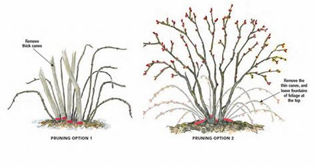 【How-To】How to Prune Ninebark - Howto. Org