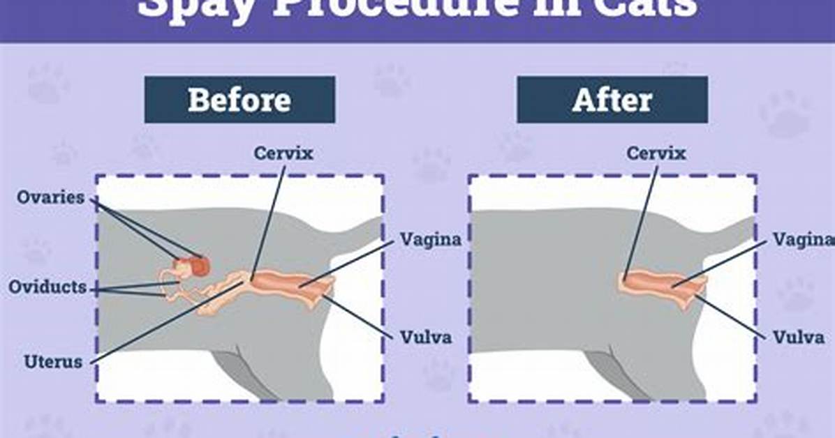 【How-To】How to Spay a Cat at Home