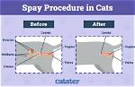 【How-To】How to Spay a Cat at Home