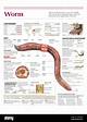 How to Identify a Worm