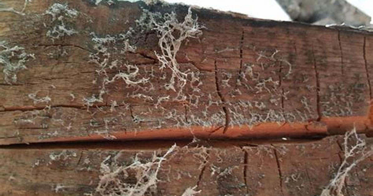 How to Identify Dry Rot